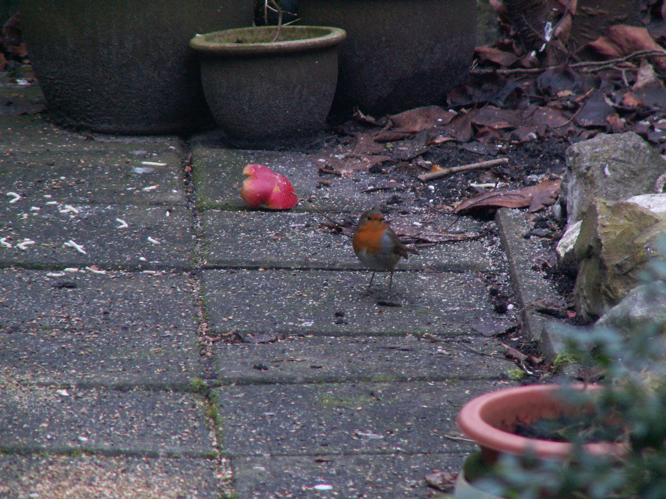 Roodborstje1tuinjan06