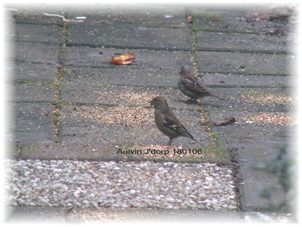 Vink en Heggemus in de Tuin