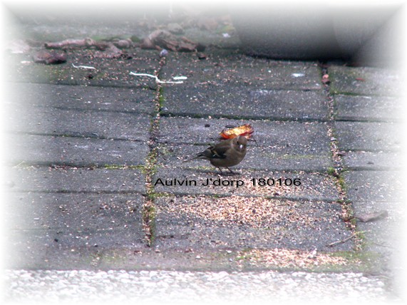 Vink in tuin 180106