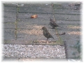 Vink en Heggemus in de Tuin